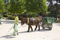 Donkey litter labour Paris