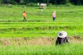 Worker planting rice in the field.