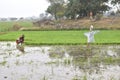 Worker planting rice in the land