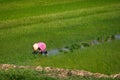 Worker planting rice on a paddy field in Vietnam