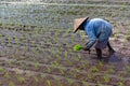 Worker planting rice in Vietnam