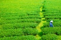 Worker plucking tea leaf in fresh green tea agriculture field in nature mountain Royalty Free Stock Photo