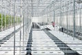 Worker prepairing new cucumber plants growing inside a modern greenhouse