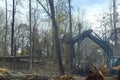 Worker prepare ground for building a house with using excavator is to uproot trees in forest