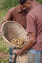 2 worker preserving lots of potato their jute bag in potato plantation field in Thakurgong, Bangladesh.