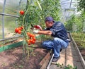 Worker processing the tomatoes bushes in the greenhouse of polycarbonate Royalty Free Stock Photo