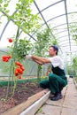 Worker processing the tomatoes bushes in the greenhouse of polycarbonate Royalty Free Stock Photo