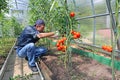 Worker processing the tomatoes bushes in the greenhouse of polycarbonate Royalty Free Stock Photo