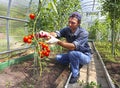 Worker processing the tomatoes bushes in the greenhouse Royalty Free Stock Photo