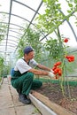 Worker processing the tomatoes bushes in the greenhouse