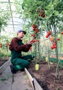 Worker processing the tomatoes bushes in the greenhouse Royalty Free Stock Photo