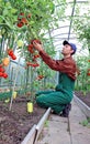 Worker processing the tomatoes bushes in the greenhouse Royalty Free Stock Photo