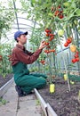 Worker processing the tomatoes bushes in the greenhouse Royalty Free Stock Photo