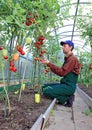 Worker processing the tomatoes bushes in the greenhouse Royalty Free Stock Photo