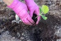 Worker in protective bright purple gloves is transplanting  young pumpkin sprout in to the soil, in the garden Royalty Free Stock Photo