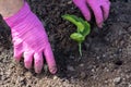 Worker in protective bright purple gloves is transplanting  young pumpkin sprout in to the soil, in the garden Royalty Free Stock Photo