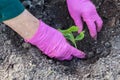 Worker in protective bright purple gloves is transplanting  young pumpkin sprout in to the soil, in the garden Royalty Free Stock Photo