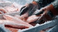 Worker in protective gloves handling fresh fish fillets on processing line. Hands sorting seafood in commercial facility. Royalty Free Stock Photo