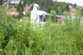 Worker in protective workwear spraying herbicide on ragweed. Hay fever concept