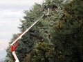 A worker prunes high trees from an aerial platform in a cold sunny winter day