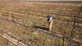 Worker pruning grape vines in a vineyard in the winter