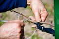 Worker pruning grapevines