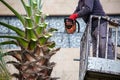 Worker pruning a palm tree with a tree saw