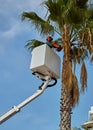 Worker pruning a palm tree with a tree saw hydraulic lift in sunny day