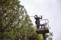Worker pruning trees in the street Editorial