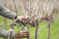 Worker pruning wine grape vineyard