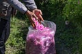 Worker Put Picked Blossoms of Roses into a Sack Royalty Free Stock Photo