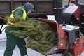 Worker putting branches of used Christmas tree in the receiver of the chipper. Collection point for recycling used Christmas trees Royalty Free Stock Photo