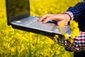 Worker in a rapeseed field doing inspection for biodiesel production Royalty Free Stock Photo