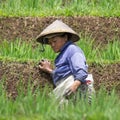 Worker removing weeds on a Balinese terraced rice field.