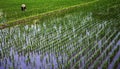 Worker in a rice field