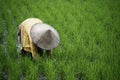 Worker in rice field Royalty Free Stock Photo