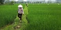 Worker in rice field Royalty Free Stock Photo