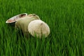 Worker in rice field Royalty Free Stock Photo