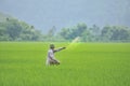 Worker in rice field Royalty Free Stock Photo