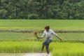 Worker in rice field Royalty Free Stock Photo