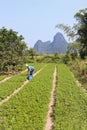 Worker in a rice field with mountains on the background in Yangshuo, Guangxi Province, China Royalty Free Stock Photo