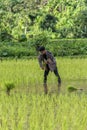 Worker in rice field Royalty Free Stock Photo
