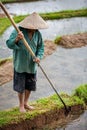 Worker in rice paddy
