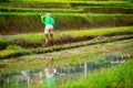 Worker on rice terraces