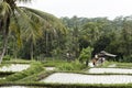 Worker in rice terraces, Bali