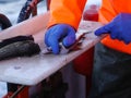 Worker's hands cutting fish