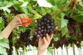 Worker`s hands holding scissor and cutting organic grapes from vines during harvest in vineyard