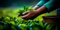 worker& x27;s hands meticulously harvesting vibrant green tea leaves in a well-tended tea plantation . Generative AI