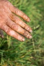 Worker`s hands picking nuts, colored by the peel