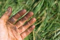 Worker`s hands picking nuts, colored by the peel